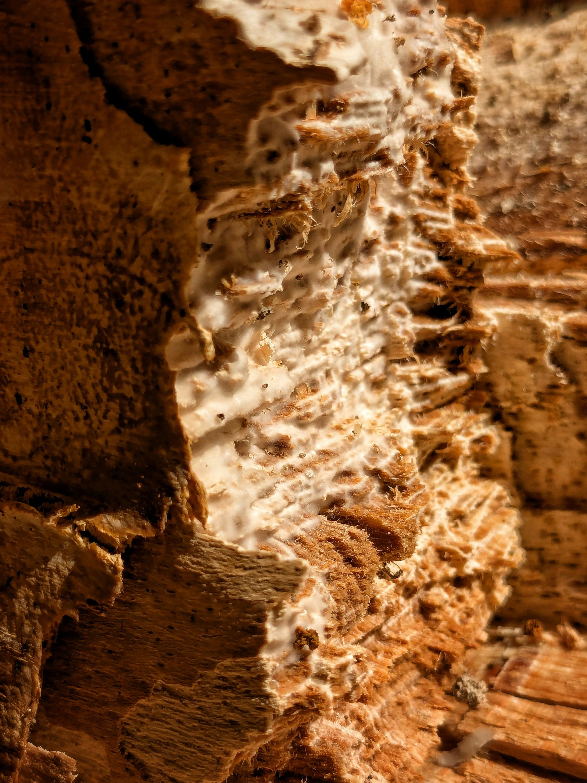 Decaying wood with white fungus growing on its textured surface.