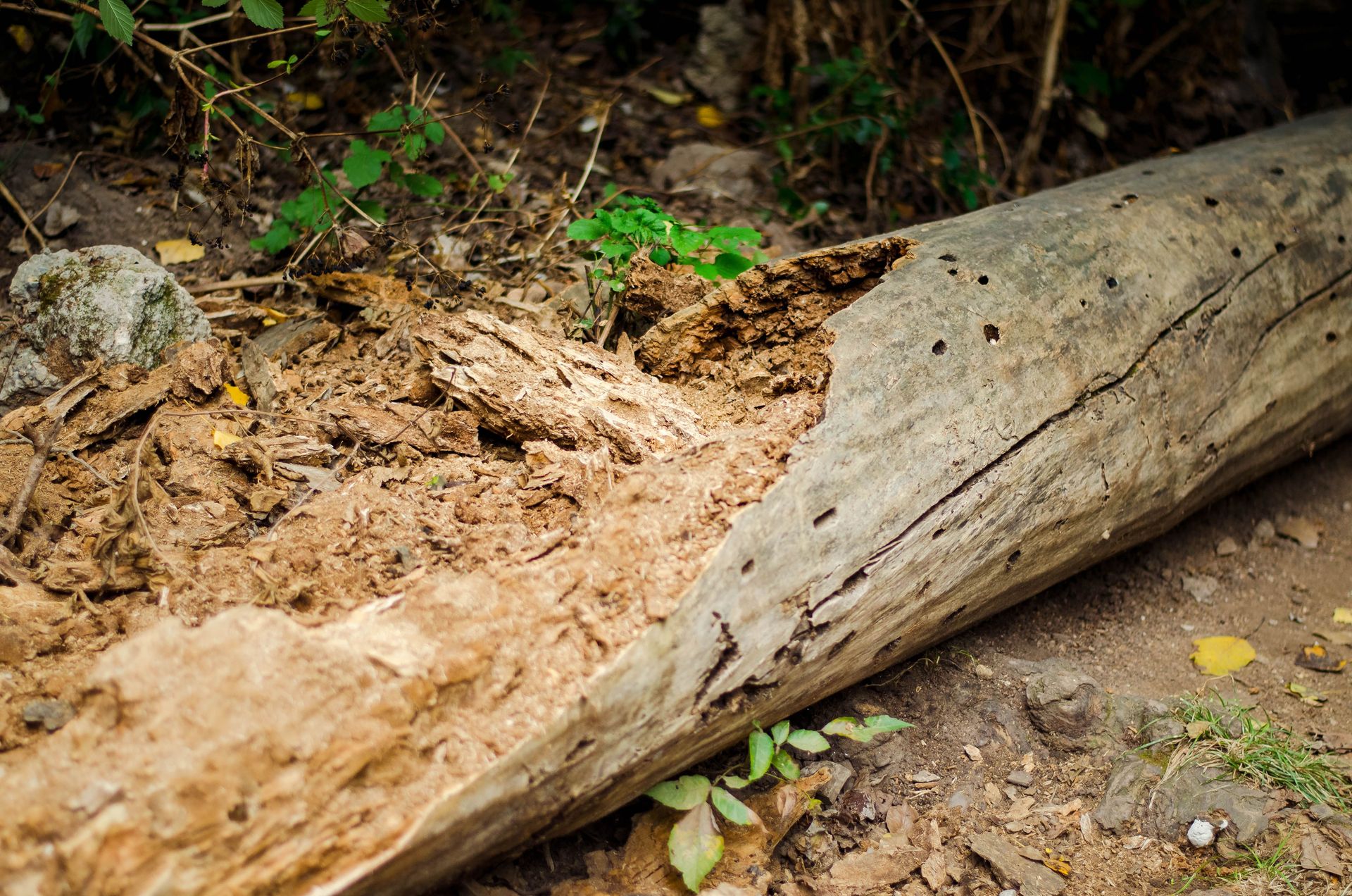 Close-up of a broken and decaying tree log on the forest floor.